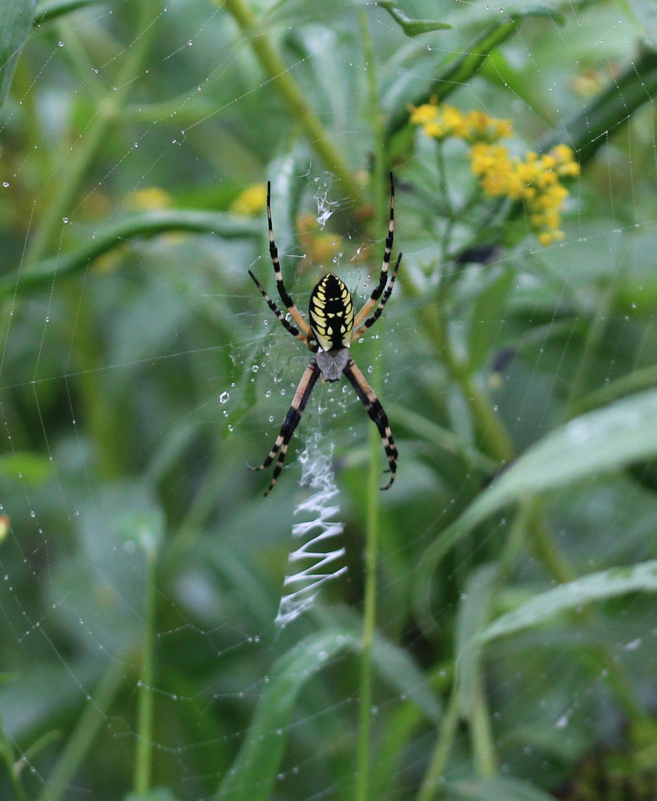 Large black and yellow spider, on web, with vegetation and golden rod blossoms.
