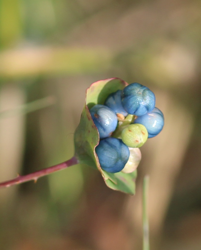 blue berries on vine