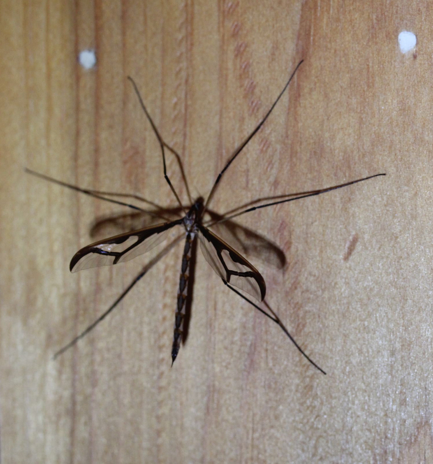 Large fly with long legs and black triangle pattern on wings