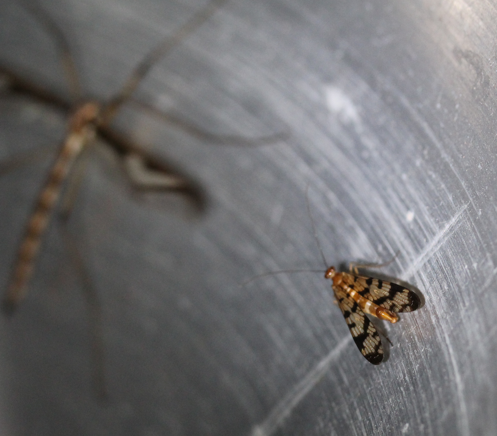 fly with black patterned wings