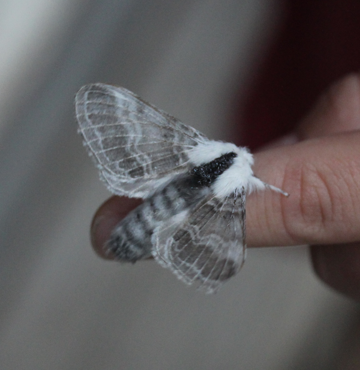 grey/white moth fluttering for takeoff on fingertip