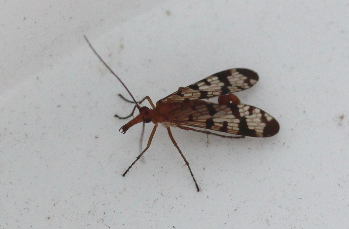 fly with patterned wings and upwards curled abdomen