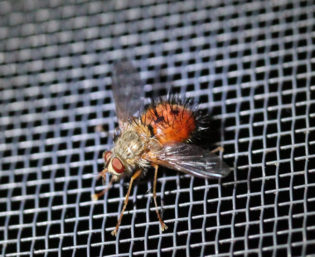 red bristly fly on window screen