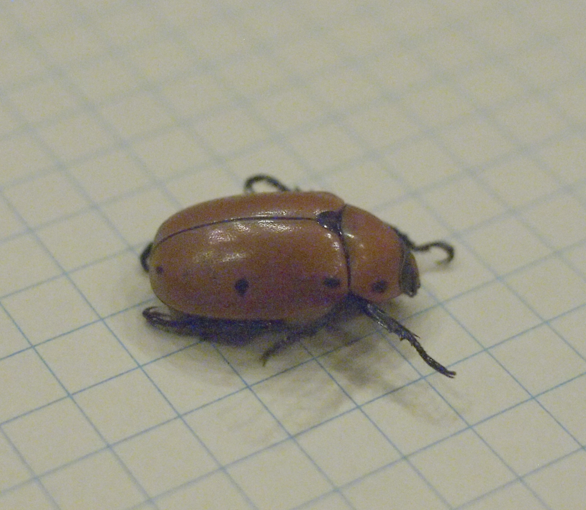 biscuit beetle size