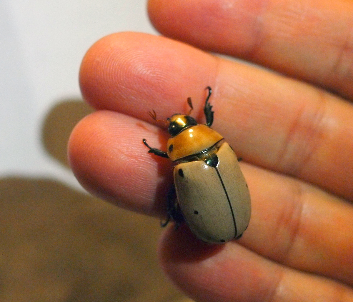 Grapevine beetle, on Monty's hand