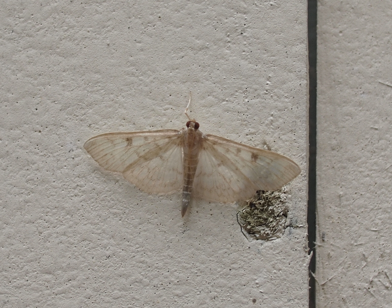 Bold-feathered Grass Moth