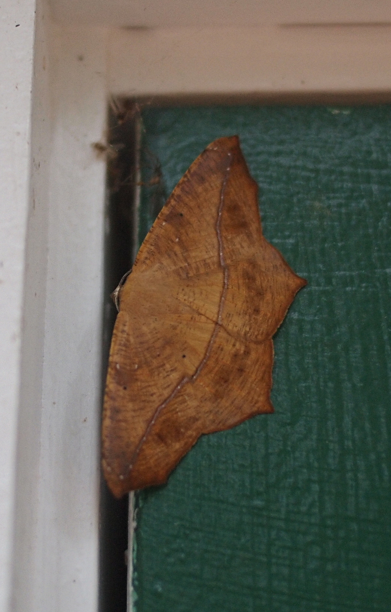 Large Maple Spanworm, bathroom exterior 8/3