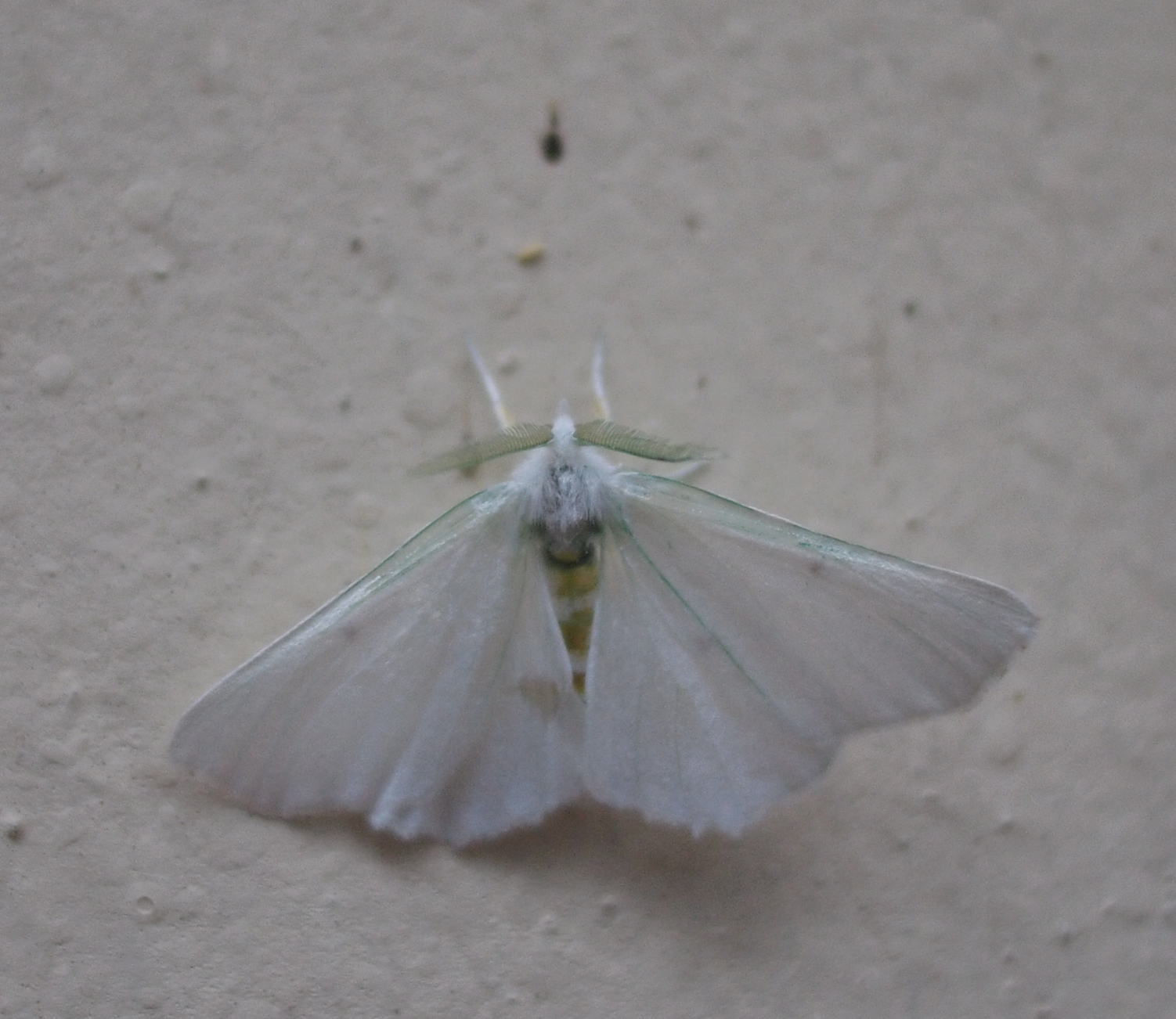 Elm Spanworm Moth