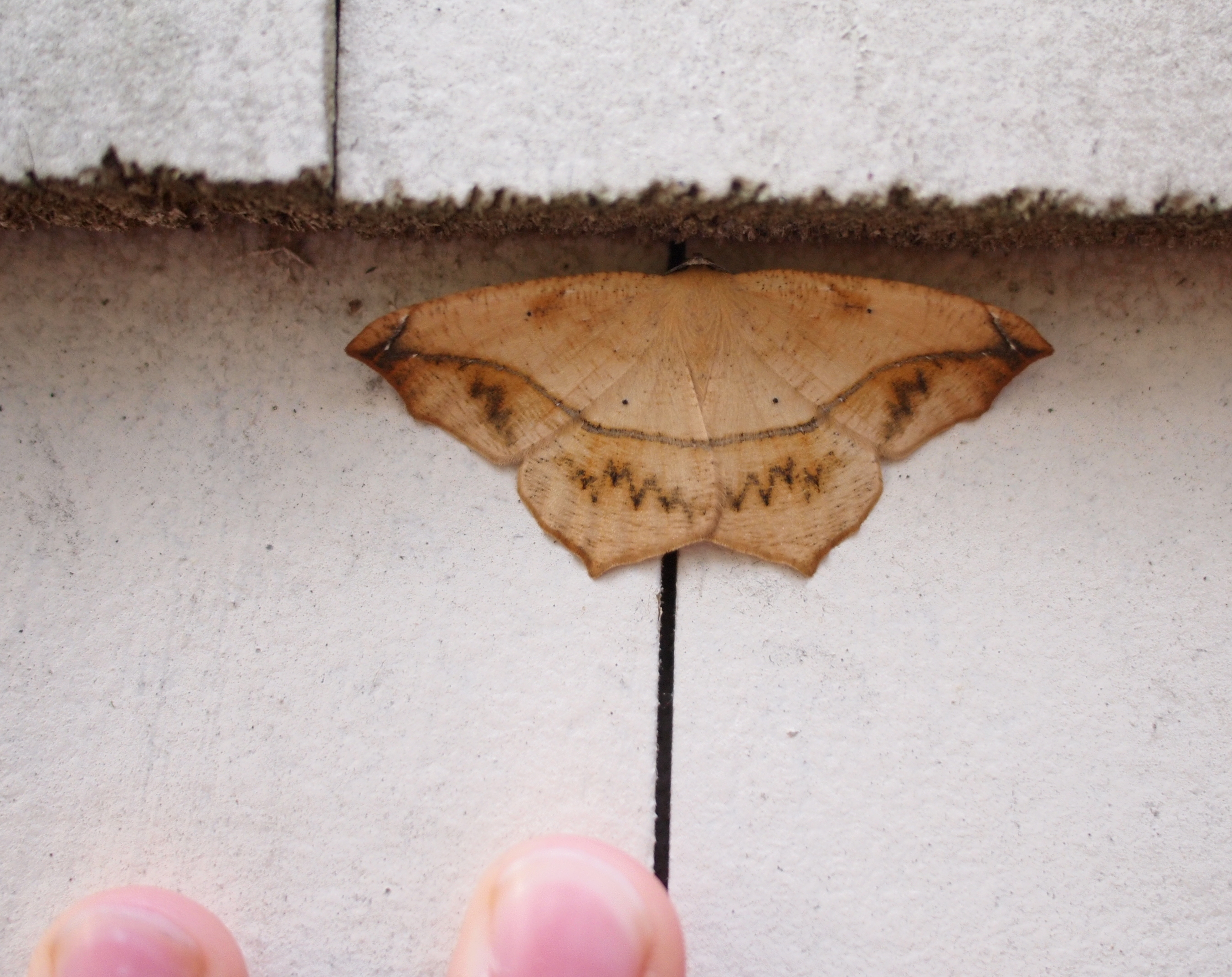 Large Maple Spanworm, bathroom exterior 8/10; fingers for scale