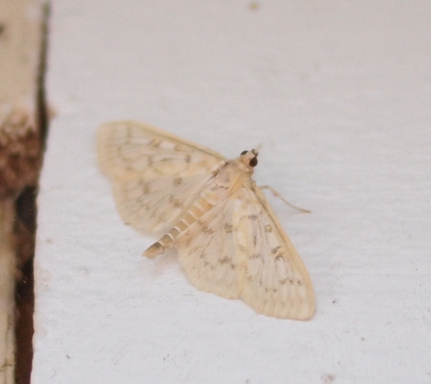 Bold-feathered Grass Moth