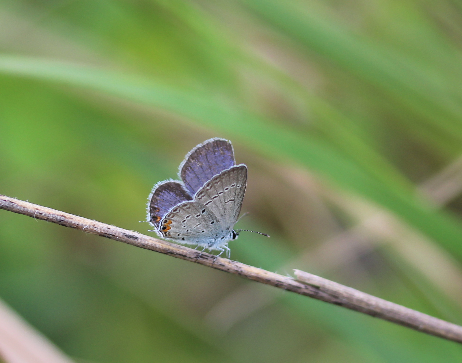 Eastern tailed-blue (male?)
