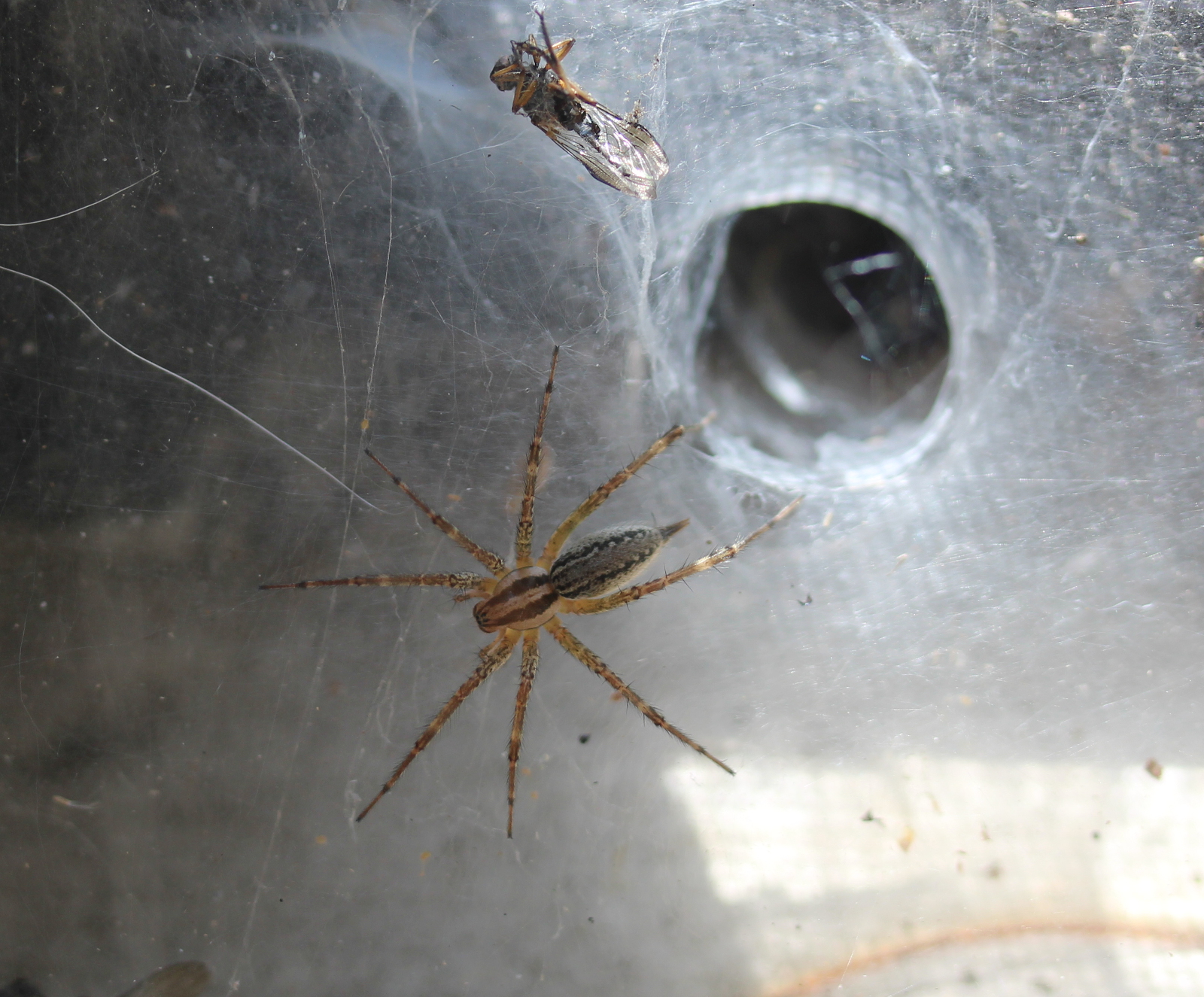 Spider (Agelenid) on web