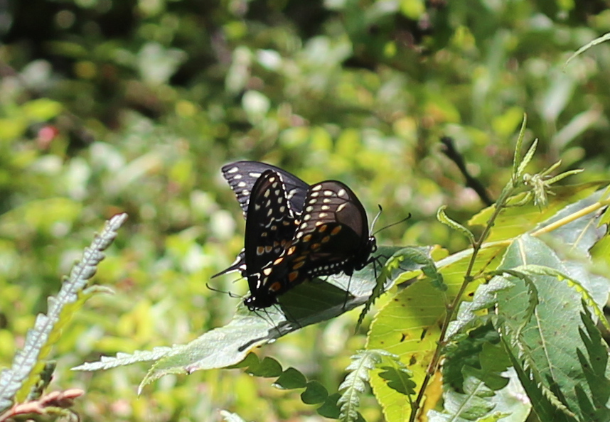 Black Swallowtail pair