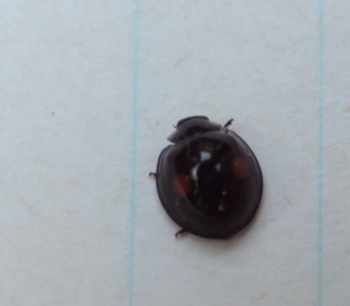 Twice-stabbed Lady Beetle on lined paper