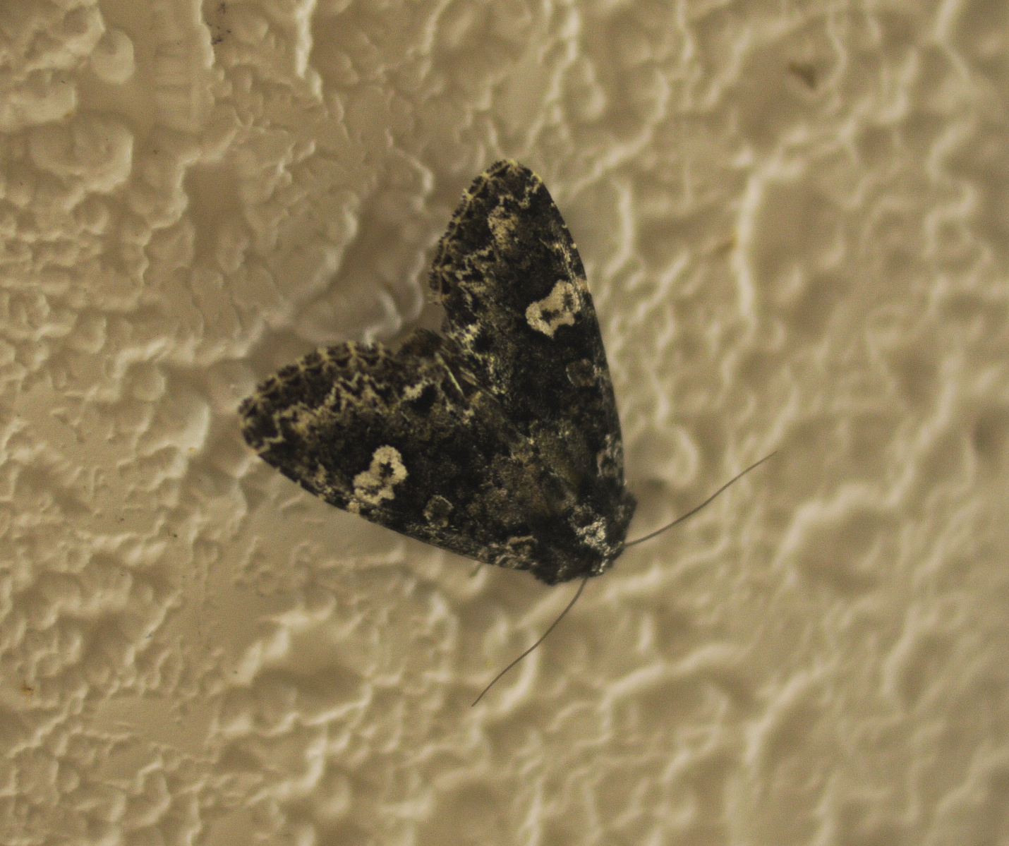 Hitched Arches Moth