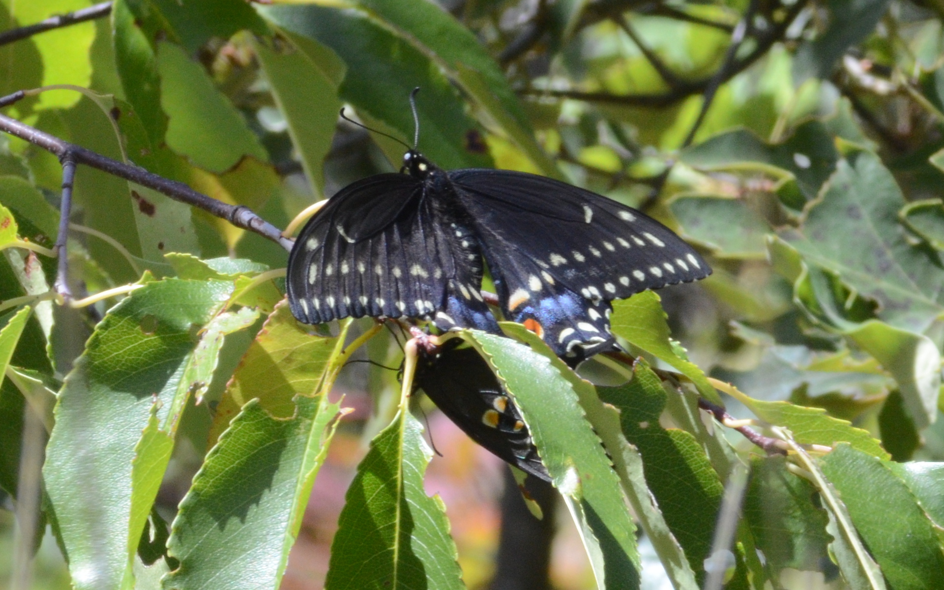 Black Swallowtail pair