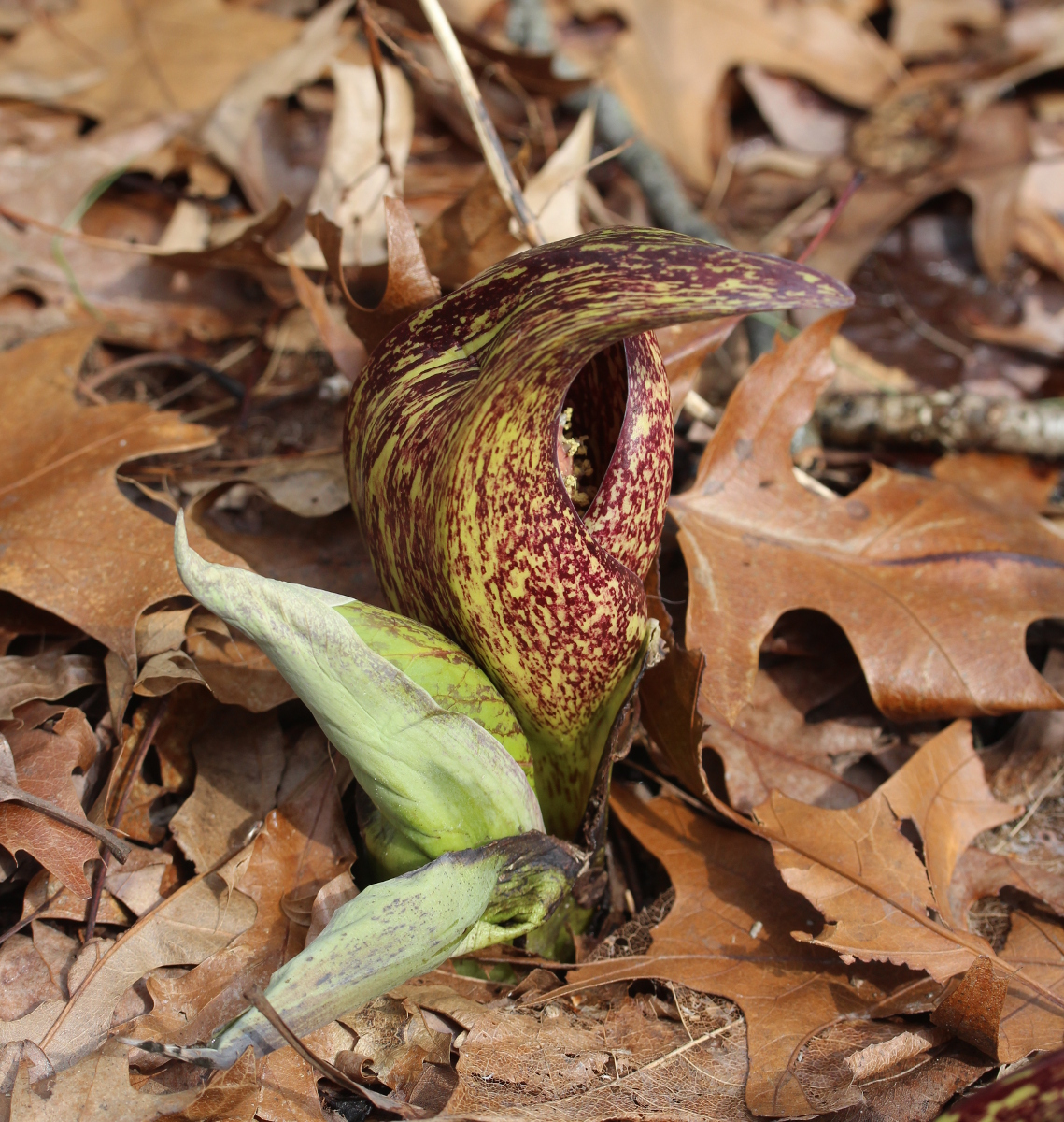 Skunk cabbage flower