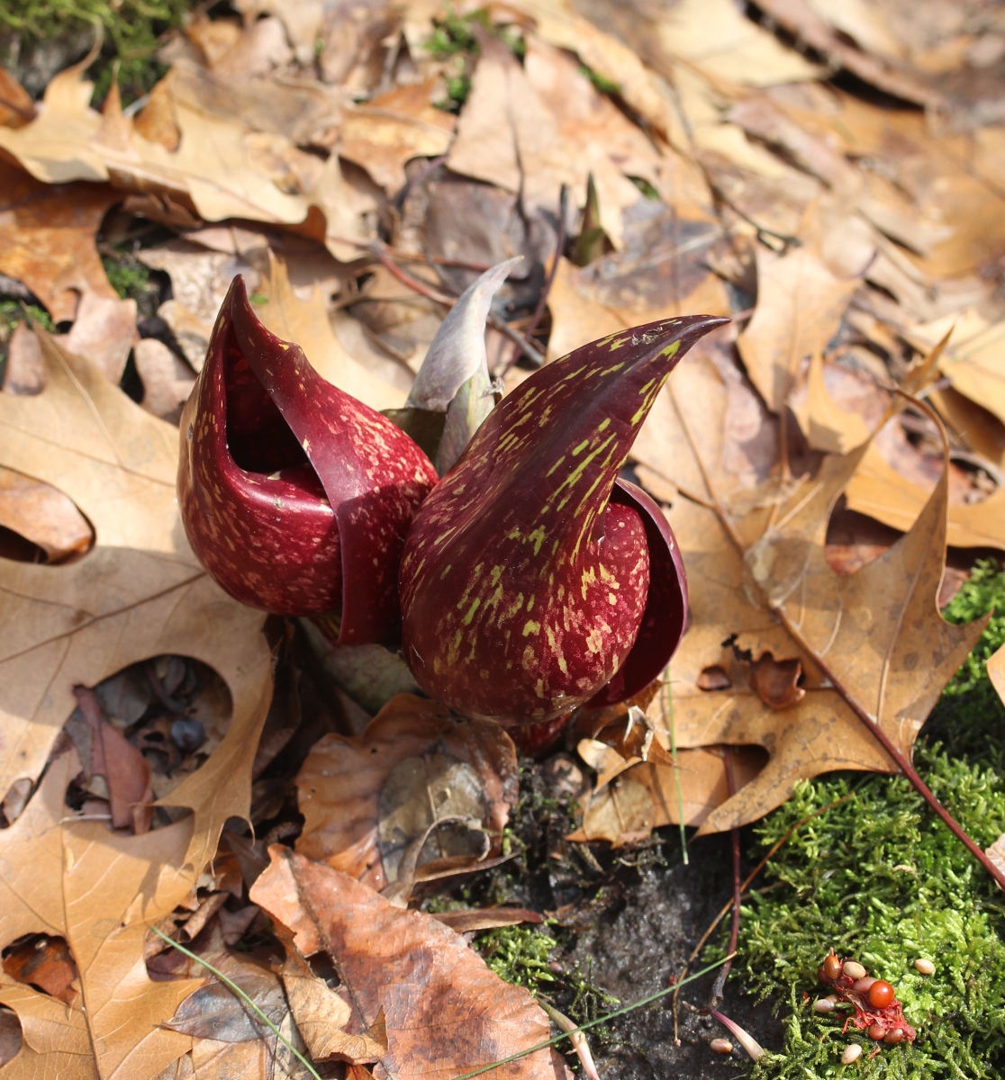 Skunk cabbage flowers