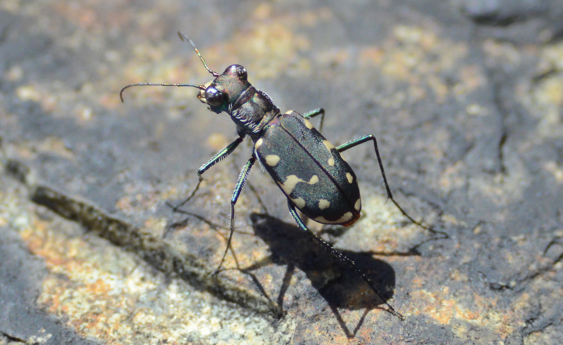 Eastern Red-bellied Tiger Beetle (Monty's picture)